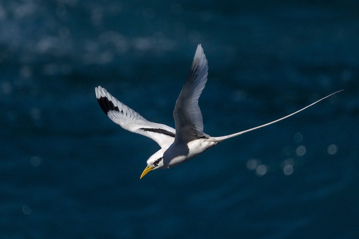 Rabijunco Menor (lepturus) - ML646682415