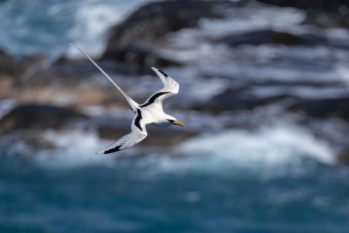 Rabijunco Menor (lepturus) - ML646682416