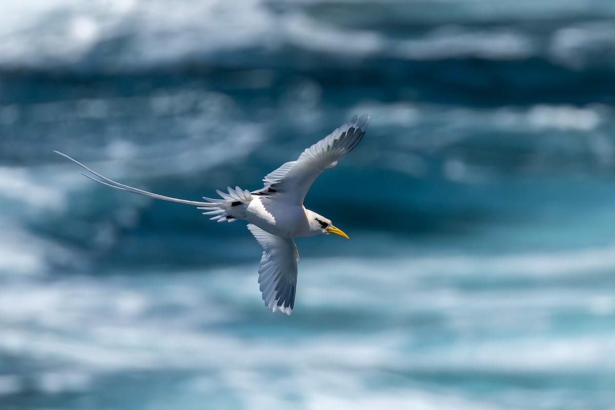 Rabijunco Menor (lepturus) - ML646682417