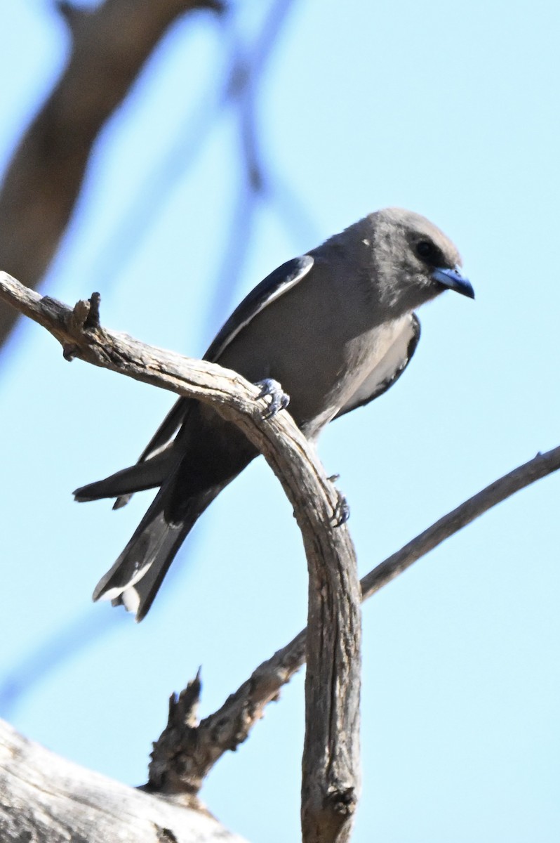 Ланграйн бурий - ML646682419