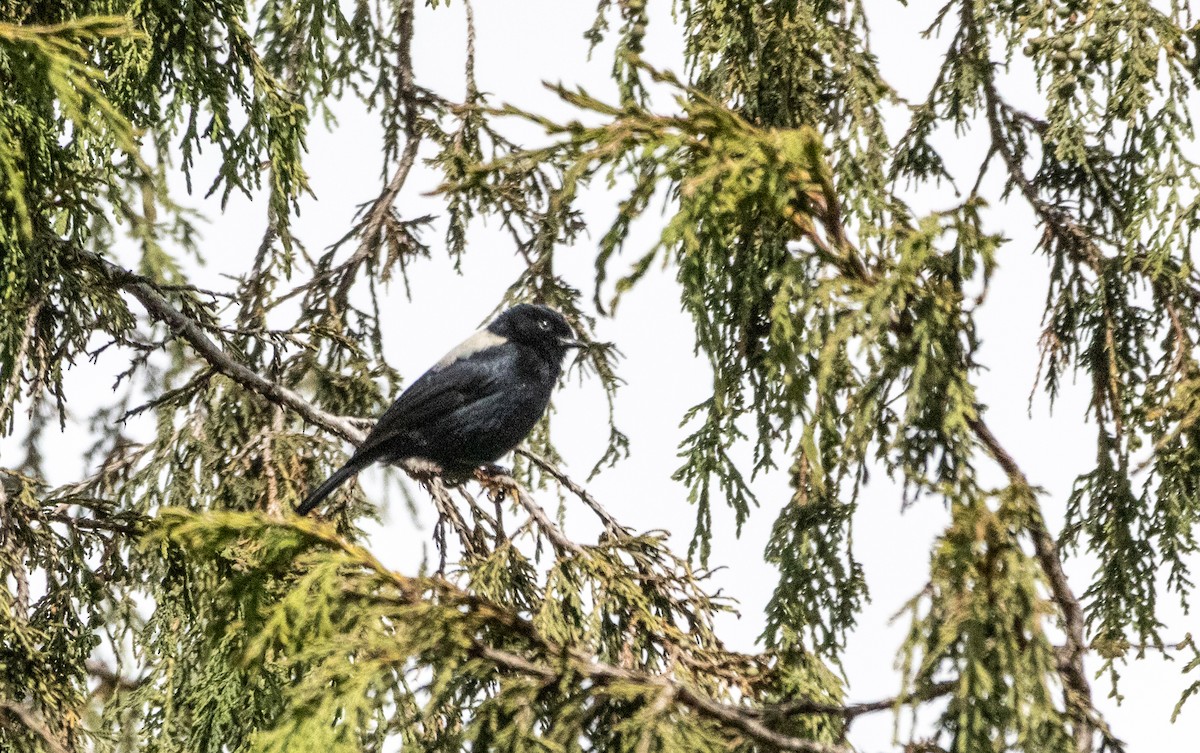 White-backed Black-Tit - ML646682421