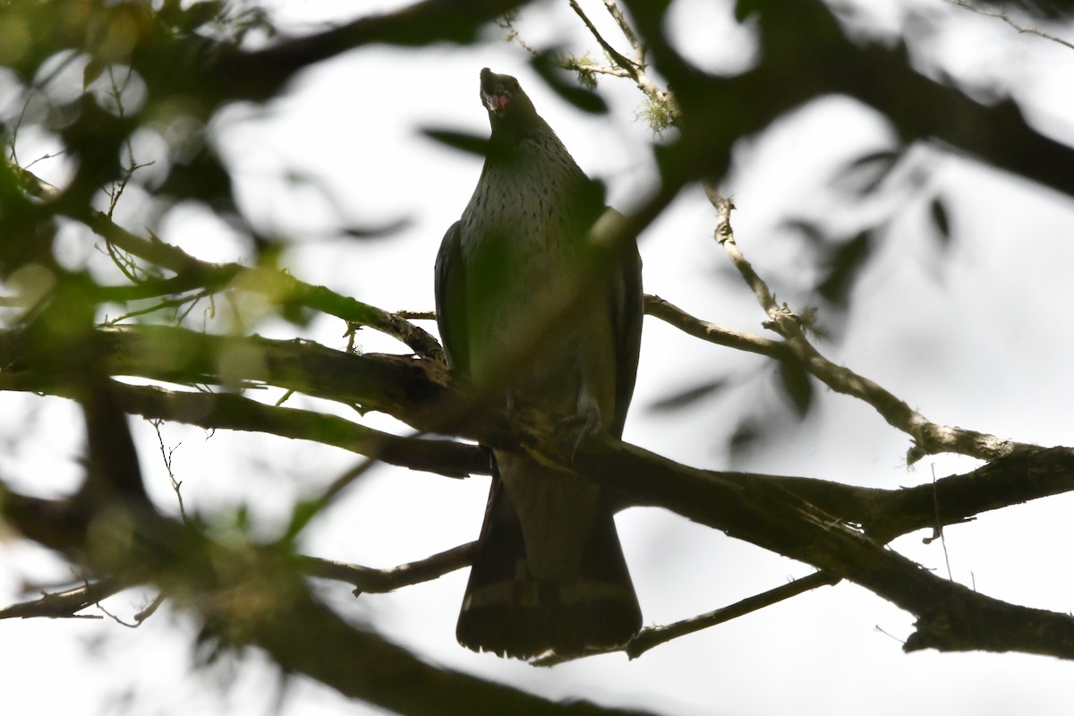 Topknot Pigeon - ML646682422