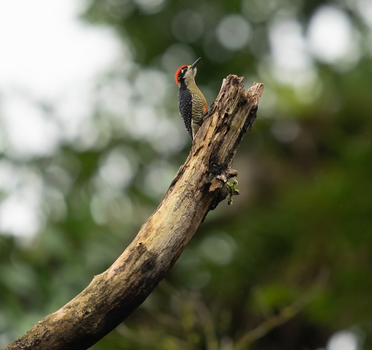 Black-cheeked Woodpecker - ML646682423