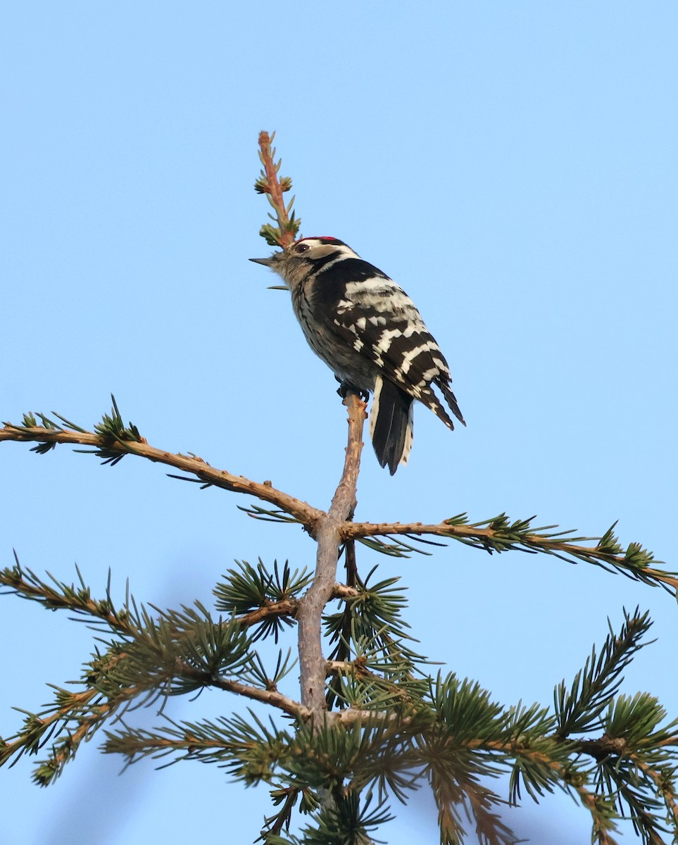 Lesser Spotted Woodpecker - ML646682424