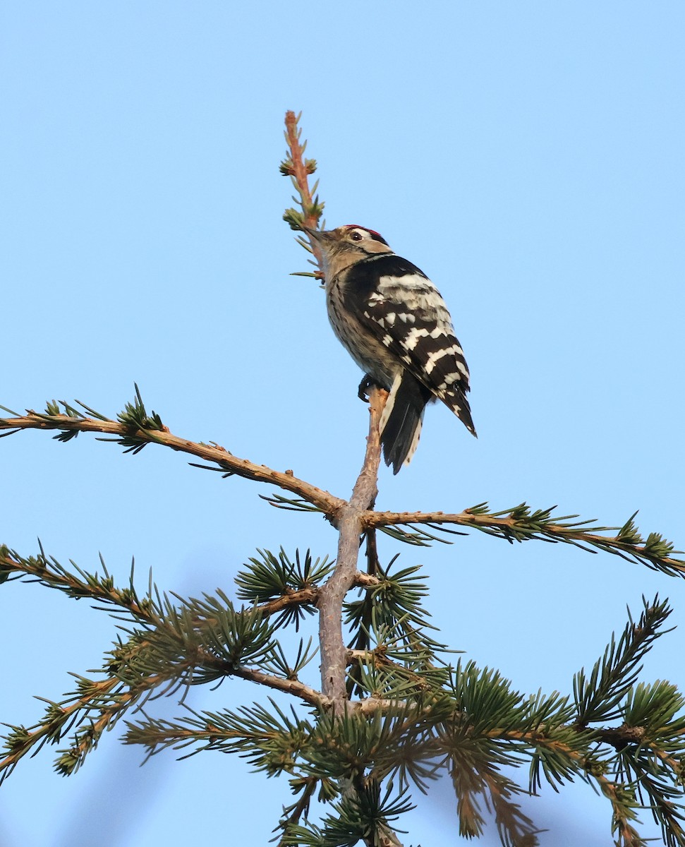 Lesser Spotted Woodpecker - ML646682425