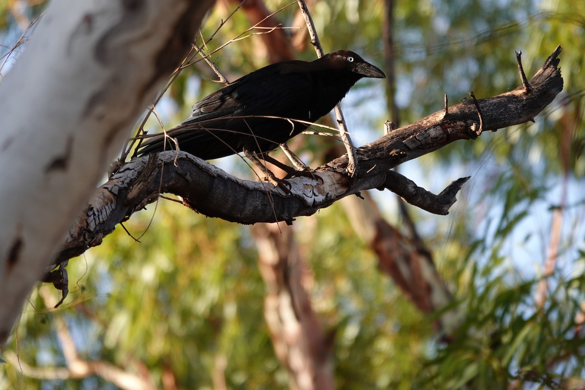 Torresian Crow - ML646682426