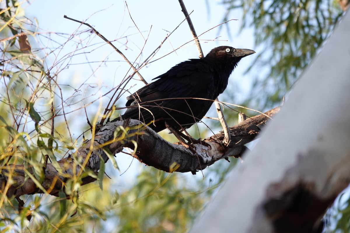 Torresian Crow - ML646682427