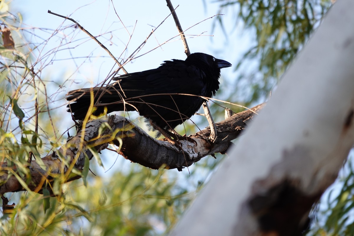 Torresian Crow - ML646682428