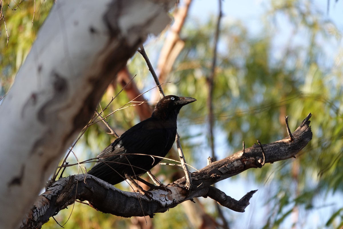 Torresian Crow - ML646682429