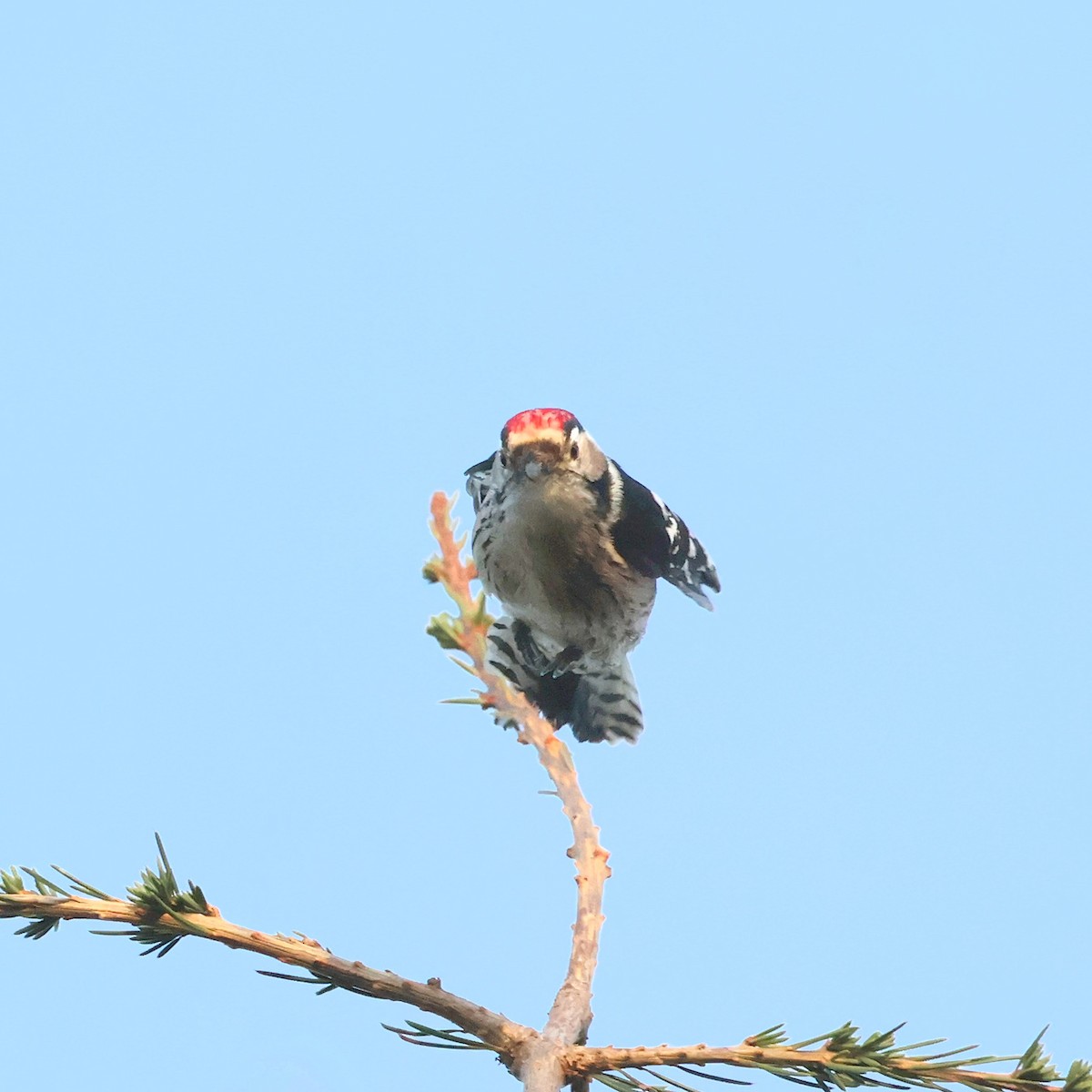 Lesser Spotted Woodpecker - ML646682430