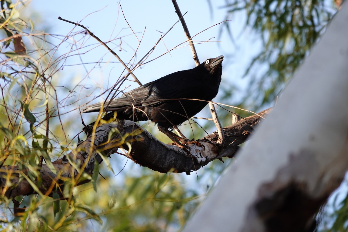 Torresian Crow - ML646682431