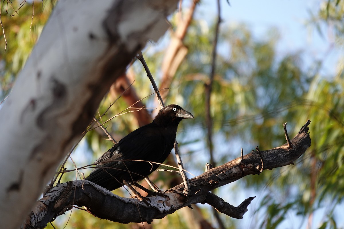 Torresian Crow - ML646682432