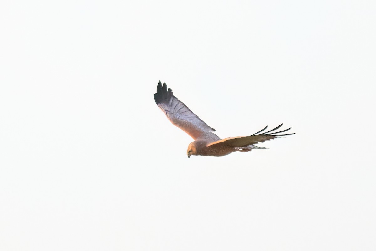 Spotted Harrier - ML646682433