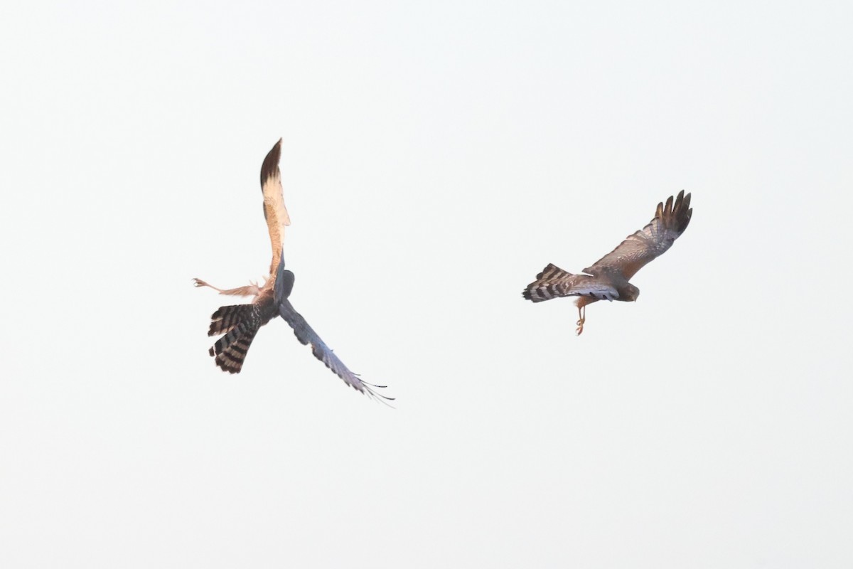 Spotted Harrier - ML646682436