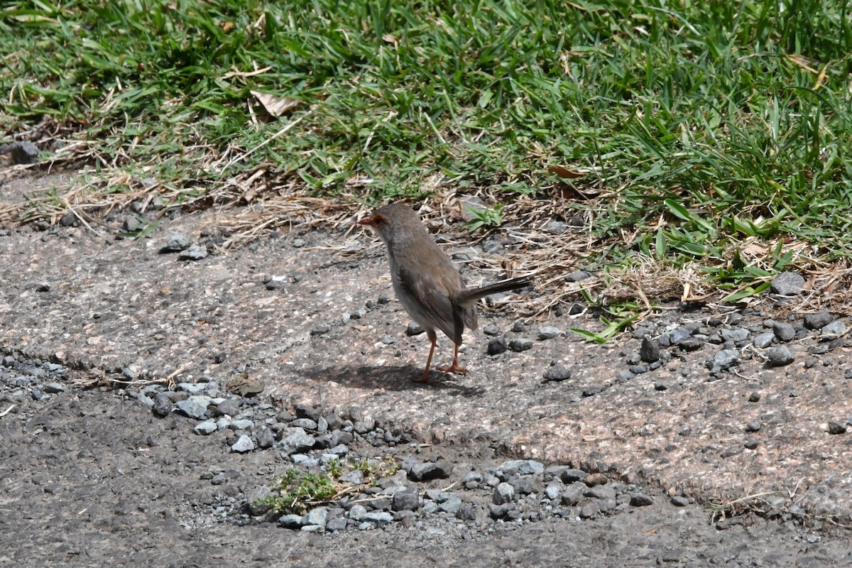 Superb Fairywren - ML646682437