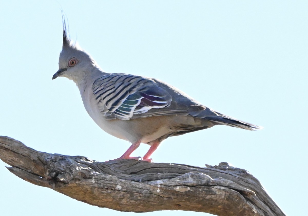Crested Pigeon - ML646682438