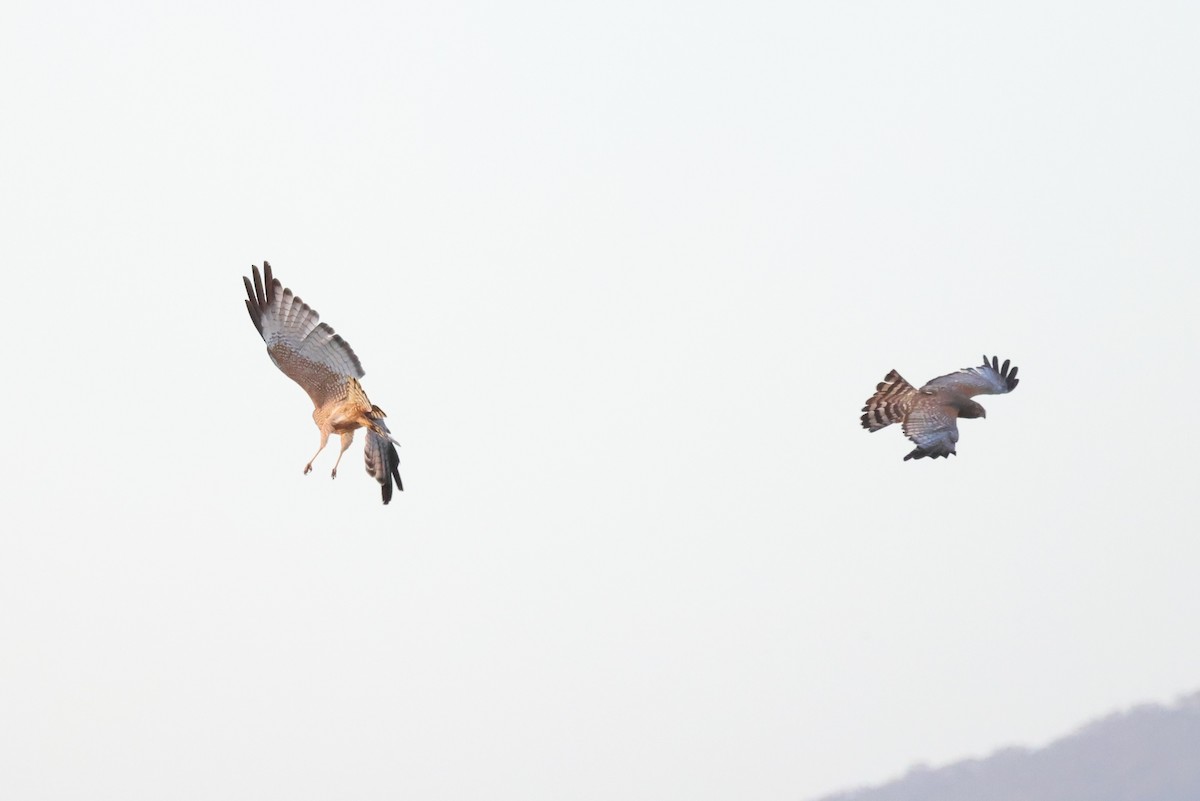 Spotted Harrier - ML646682439