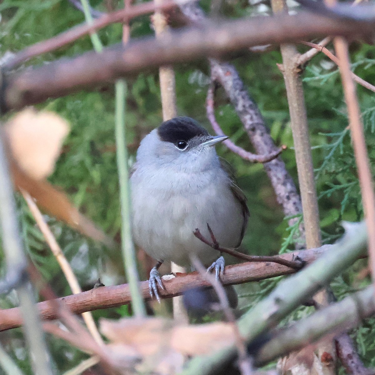 Eurasian Blackcap - ML646682440