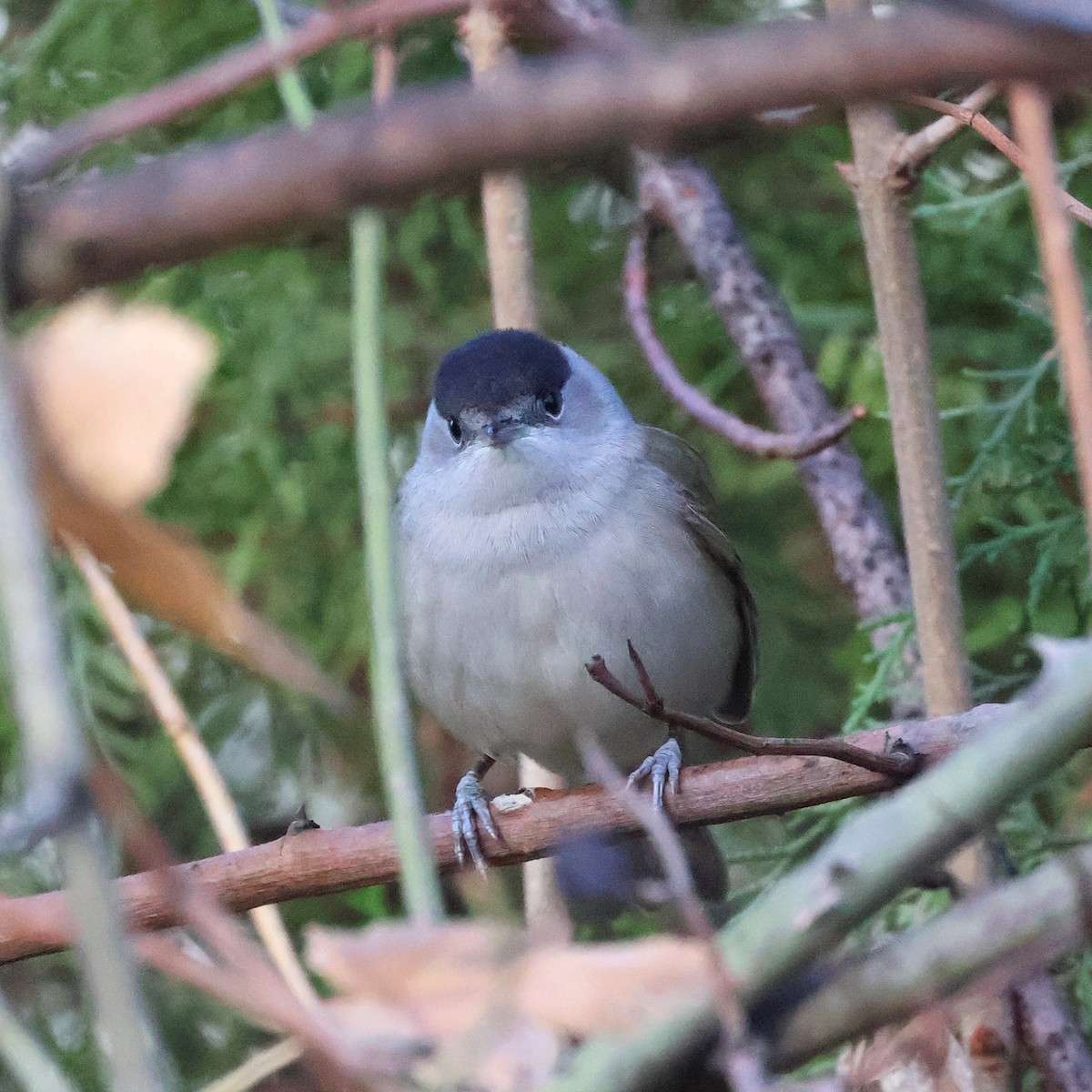 Eurasian Blackcap - ML646682441