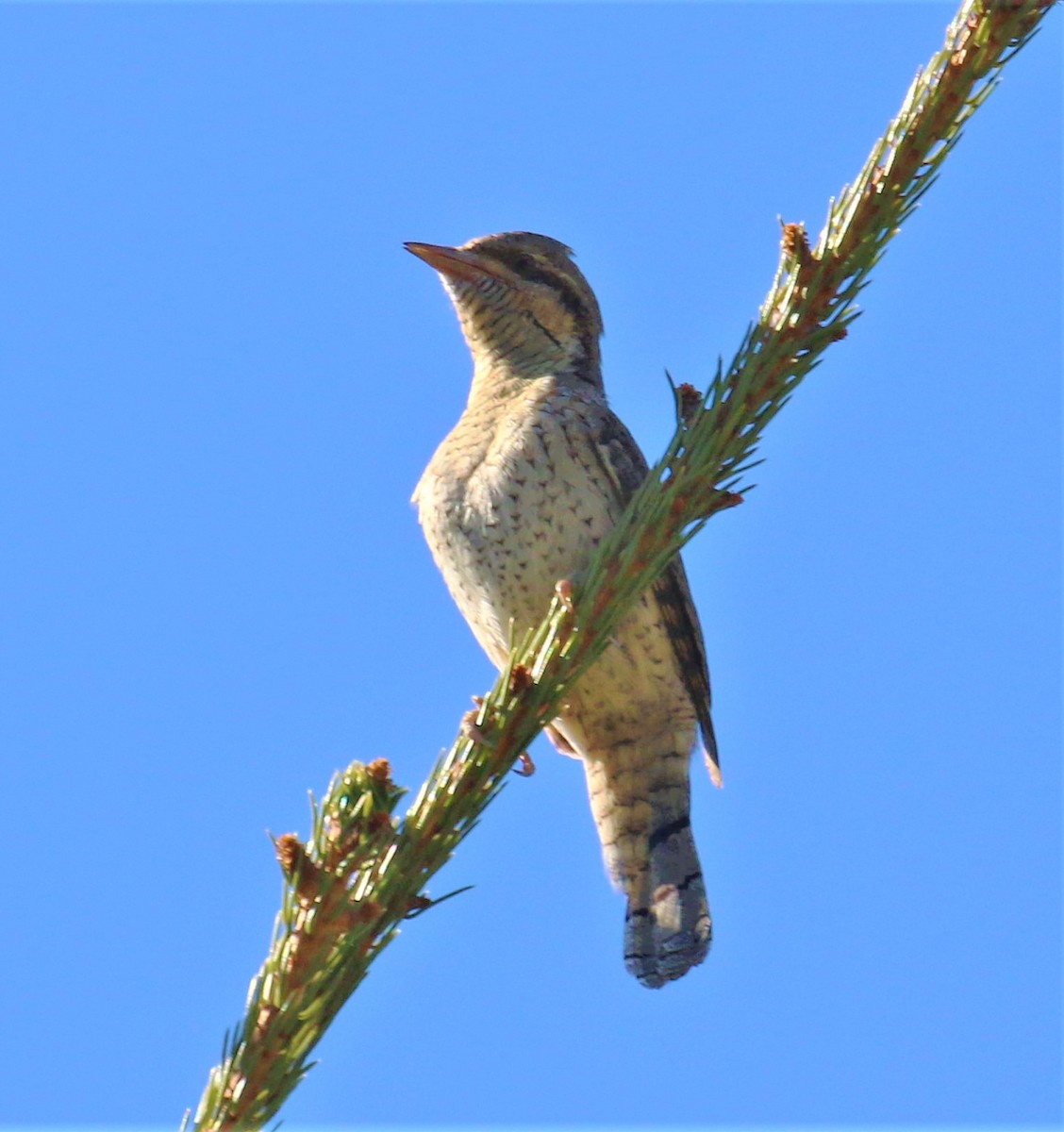 Eurasian Wryneck - ML646682442