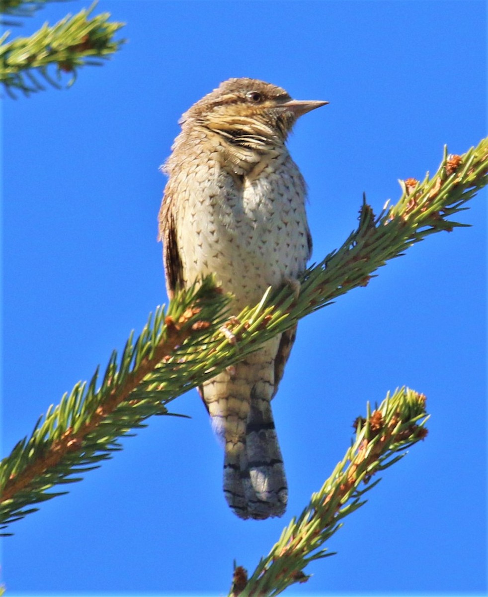 Eurasian Wryneck - ML646682443