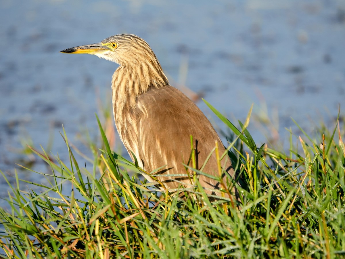 Indian Pond-Heron - ML646682444