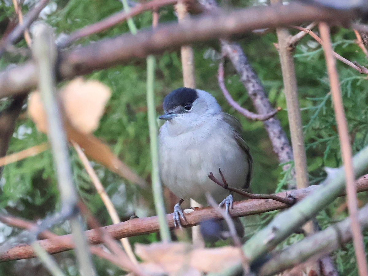Eurasian Blackcap - ML646682445