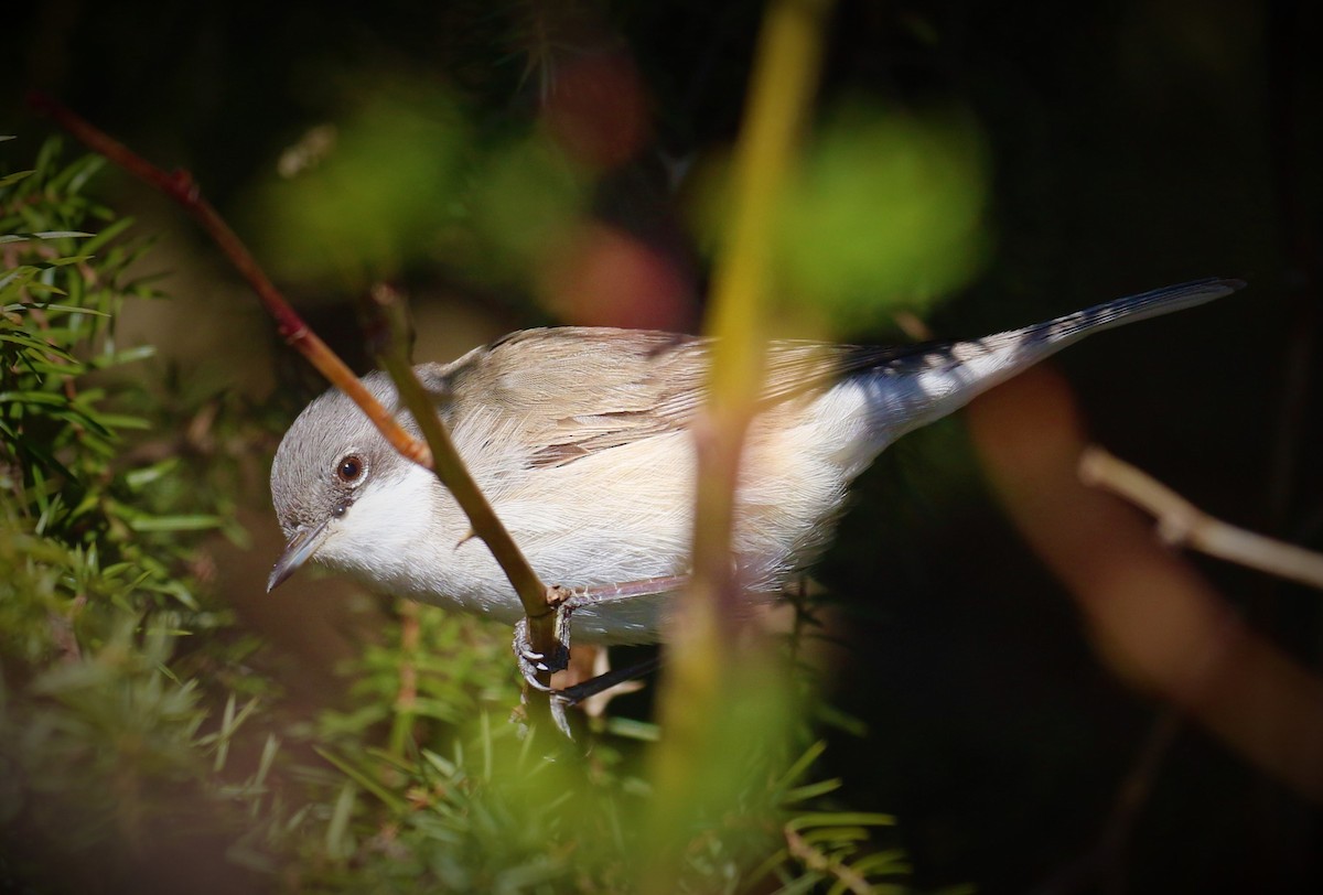 Lesser Whitethroat - ML646682446