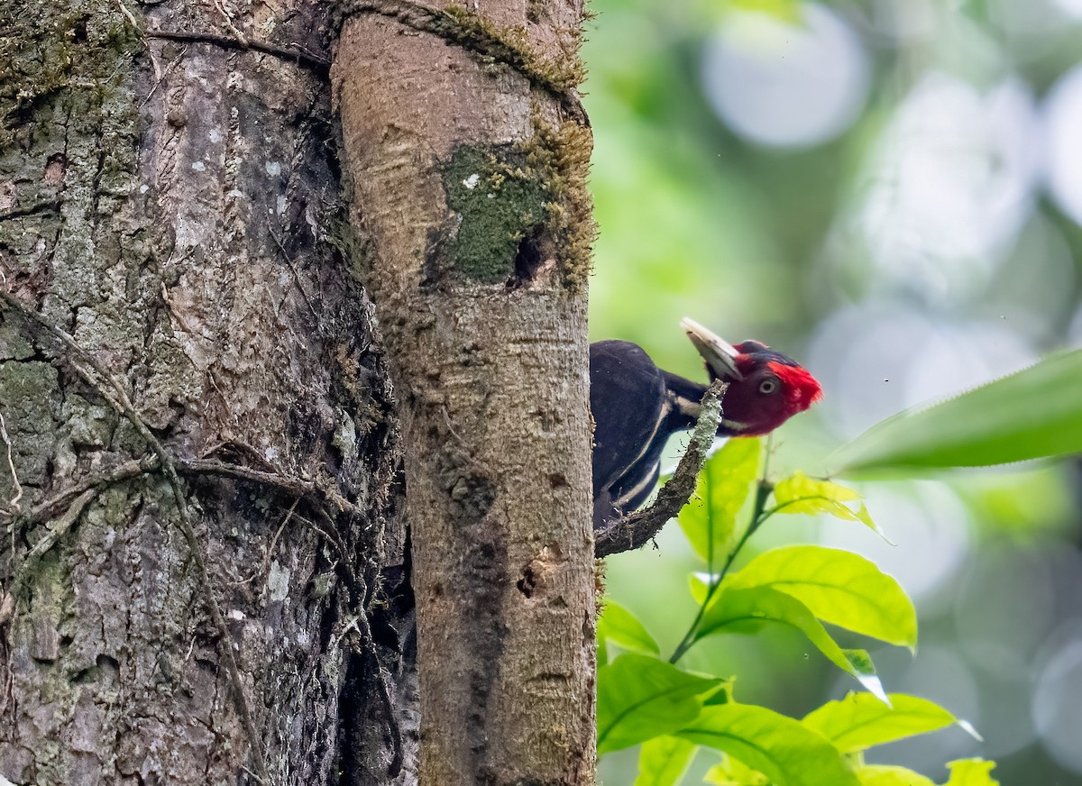 Pale-billed Woodpecker - ML646682448