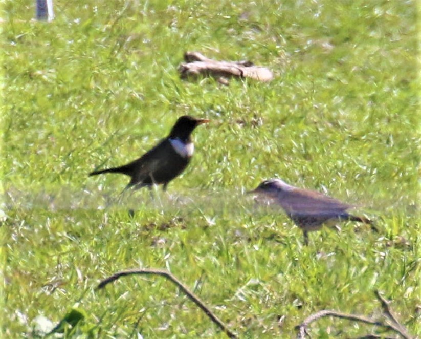 Ring Ouzel - ML646682449