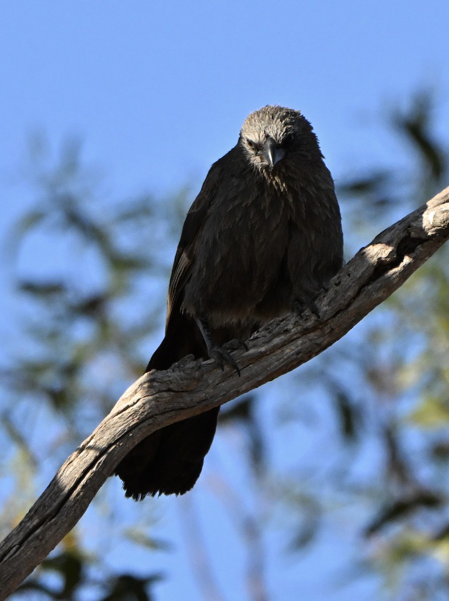 Апостол - ML646682451