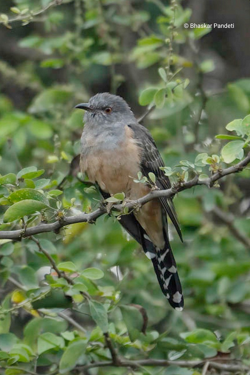 Plaintive Cuckoo - ML646682454