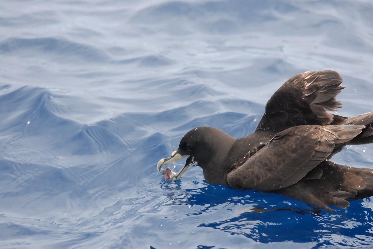 White-chinned Petrel - ML646682458