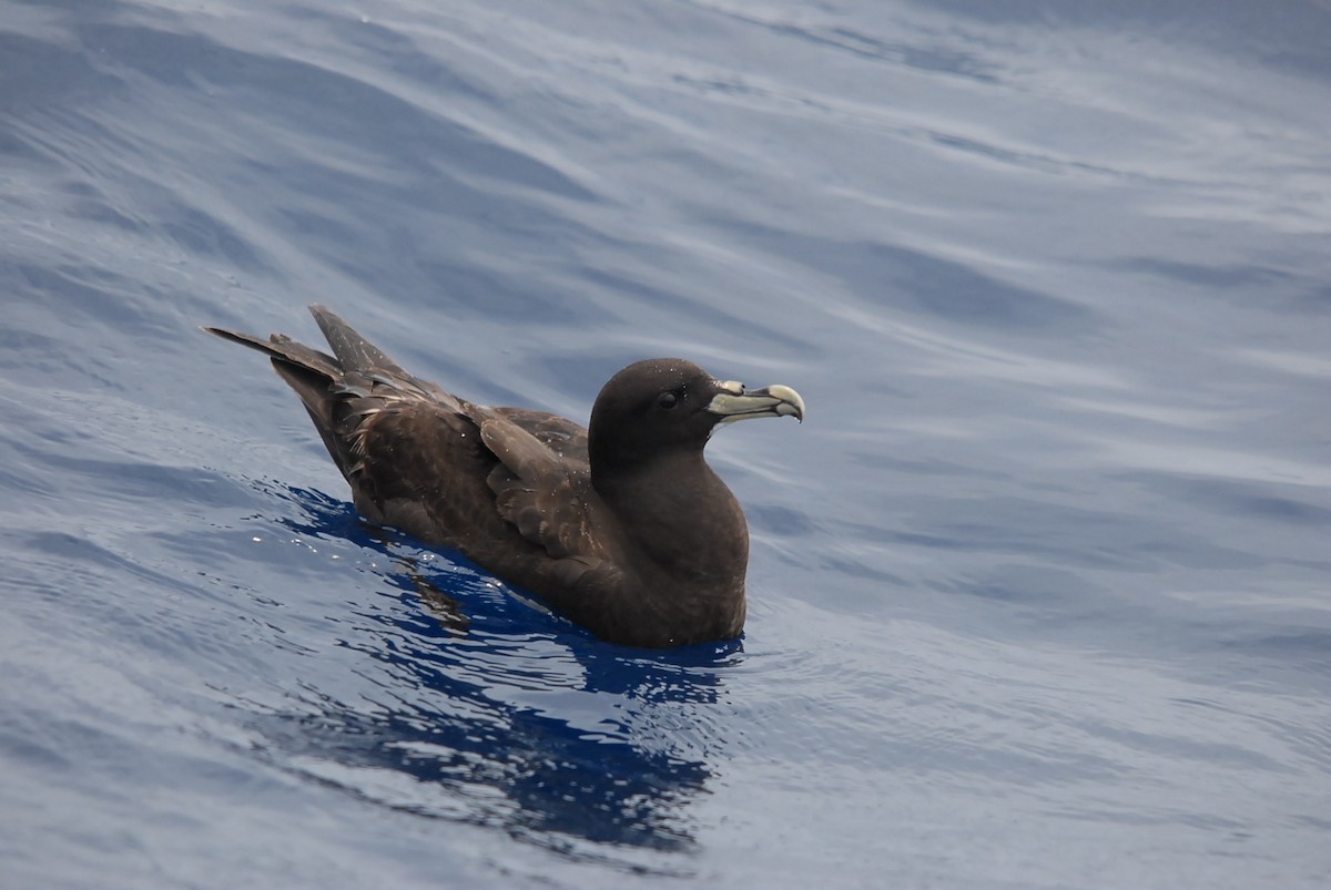 White-chinned Petrel - ML646682459