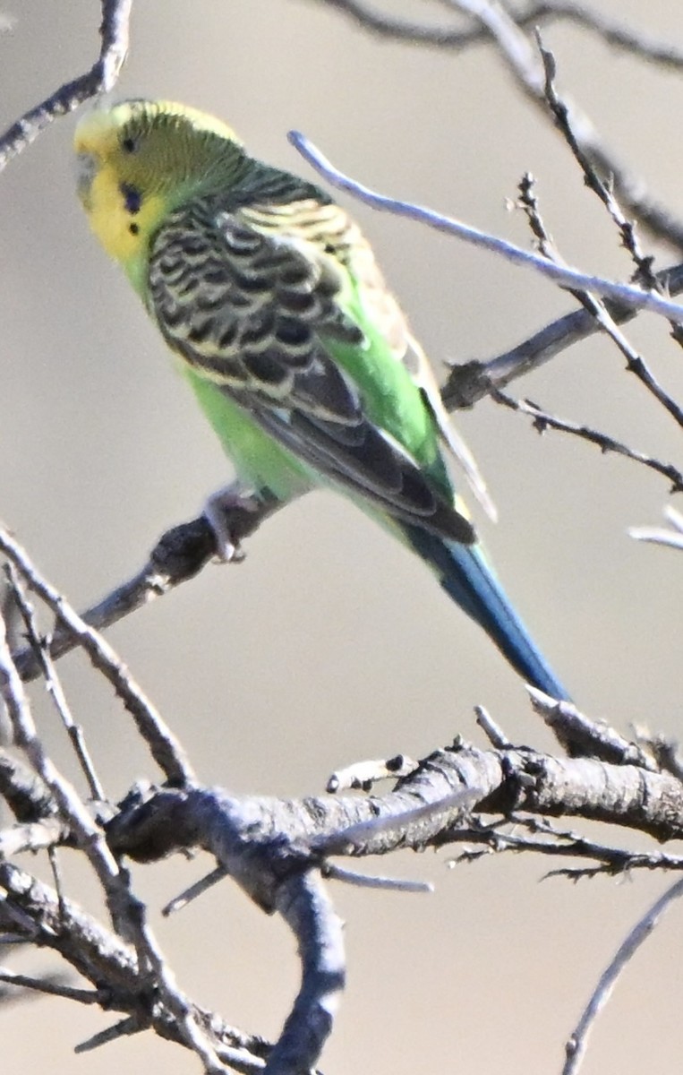 Папужка хвилястий - ML646682462