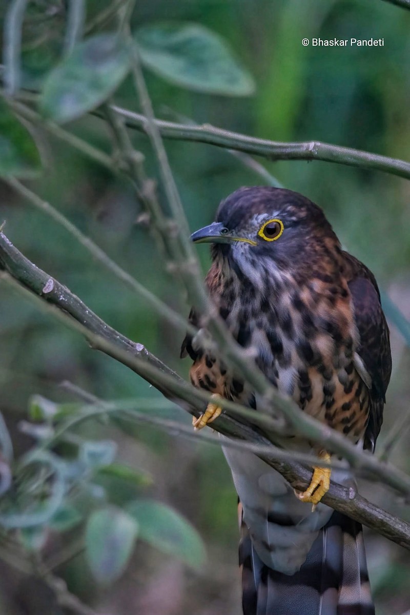 Large Hawk-Cuckoo - ML646682464
