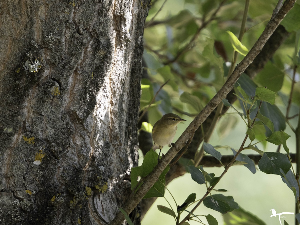 Iberian Chiffchaff - ML646682468