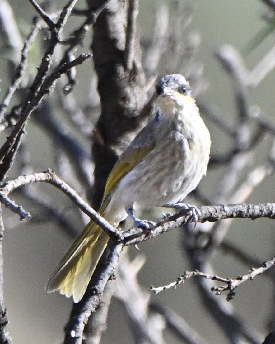 Медник жовтокрилий - ML646682471