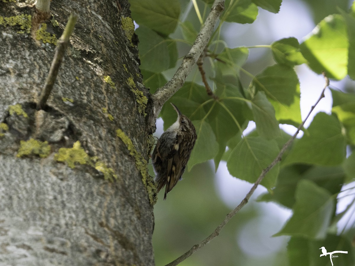Short-toed Treecreeper - ML646682472