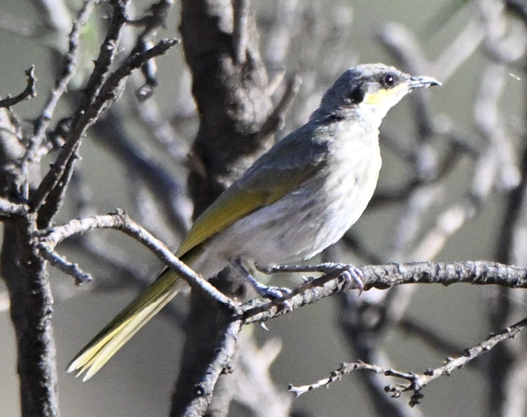 Медник жовтокрилий - ML646682473