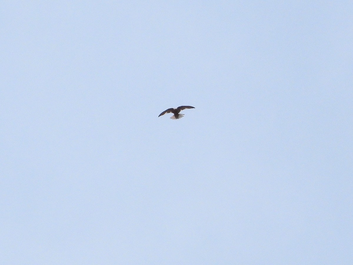 Forbes-Watson's Swift - ML646682480