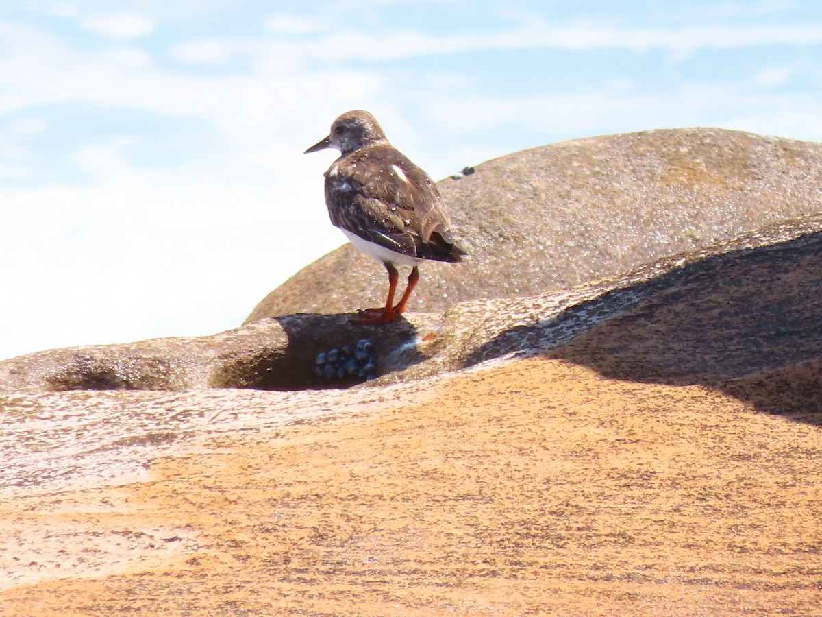 Ruddy Turnstone - ML646682486