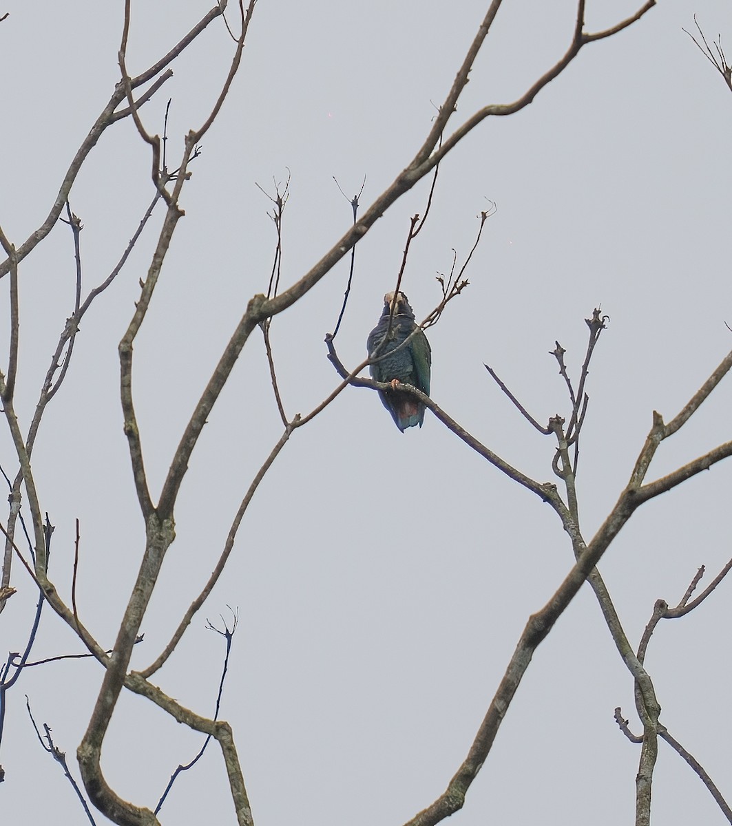 Loro Senil - ML646682487