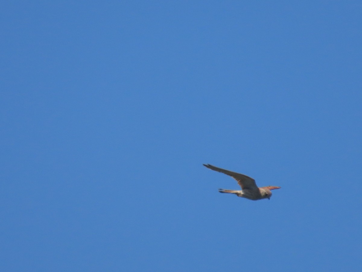 Nankeen Kestrel - ML646682489