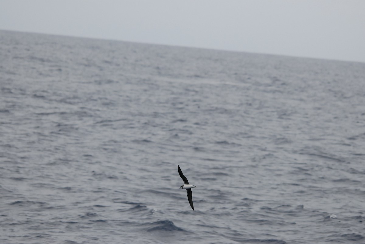 Soft-plumaged Petrel - ML646682490