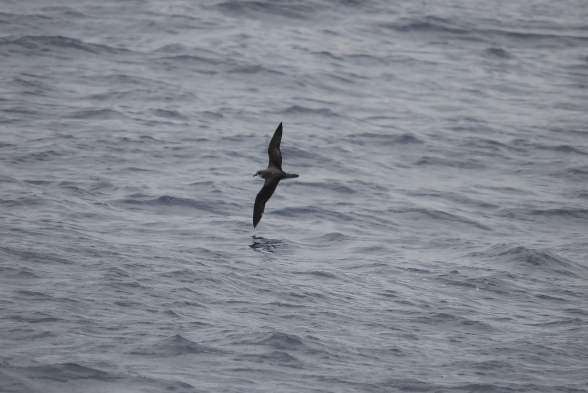 Soft-plumaged Petrel - ML646682491