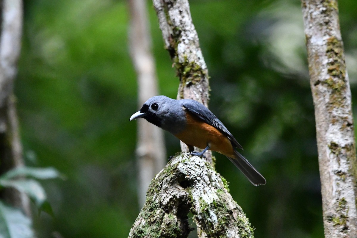 Maskenmonarch - ML646682492