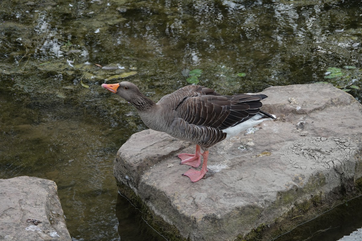 ハイイロガン（anser） - ML646682493