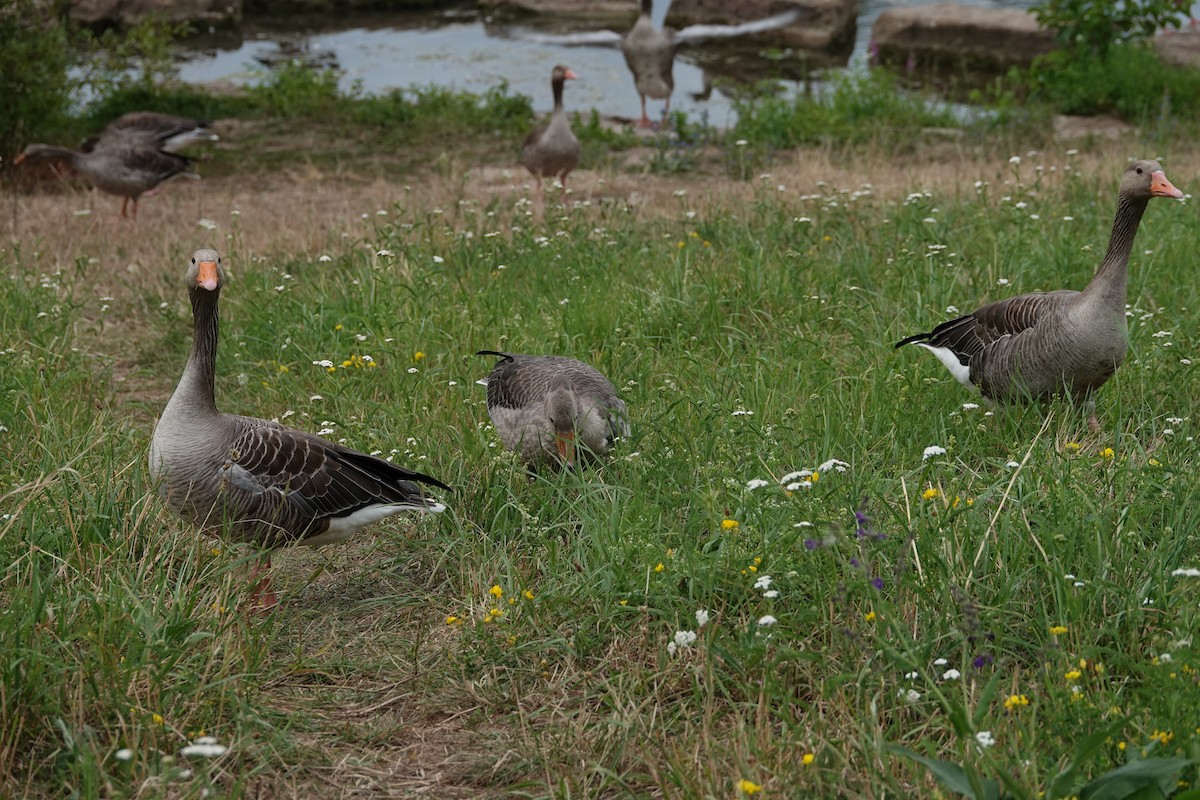 ハイイロガン（anser） - ML646682494