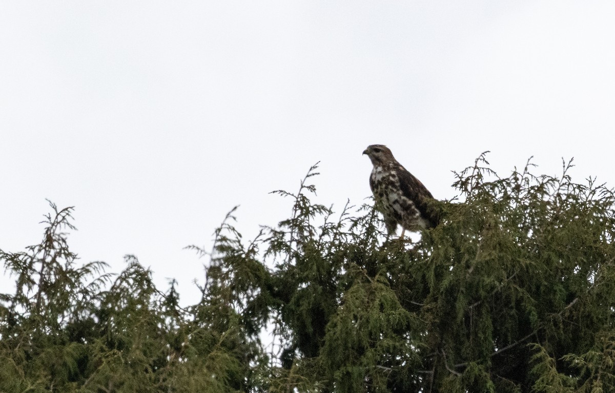 Mountain Buzzard - ML646682495